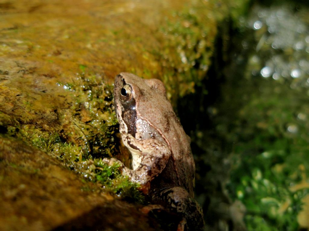 Quale rana? - Rana italica